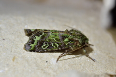 Ichneutica chlorodonta