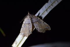 Chalastra pellurgata