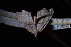 Chalastra pellurgata