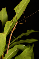 Lopaphus balteatus
