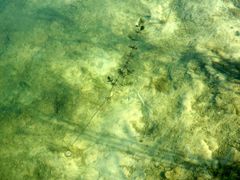 Ceratophyllum demersum