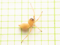 Cheiracanthium fibrosum