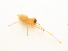 Cheiracanthium fibrosum
