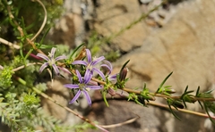 Wahlenbergia subulata