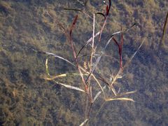 Potamogeton compressus