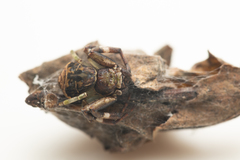 Strigoplus guizhouensis