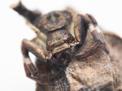 Strigoplus guizhouensis