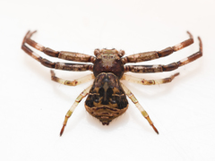 Strigoplus guizhouensis