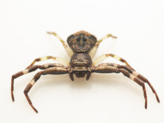 Strigoplus guizhouensis