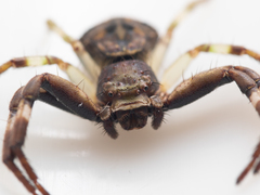 Strigoplus guizhouensis