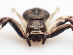 Strigoplus guizhouensis