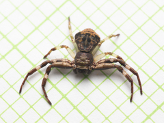 Strigoplus guizhouensis