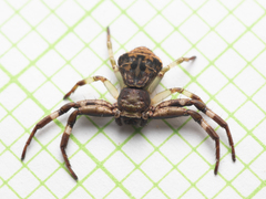 Strigoplus guizhouensis