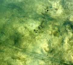 Ceratophyllum demersum