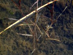 Potamogeton compressus