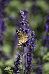 Vanessa cardui
