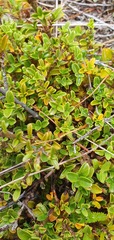 Coprosma crenulata