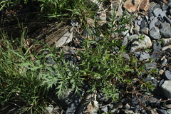 Heracleum freynianum