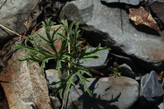 Heracleum freynianum