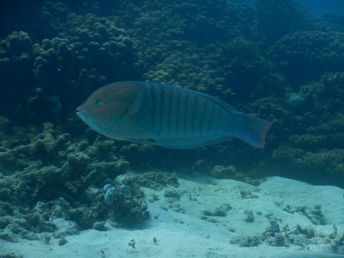 Queen coris (Coris formosa) — Labridae — 3