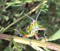 Hesperotettix viridis