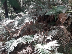 Dicksonia lanata