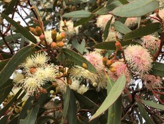 Eucalyptus phenax