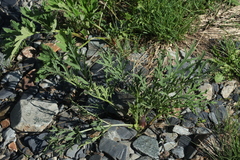 Heracleum freynianum