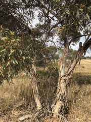 Eucalyptus phenax
