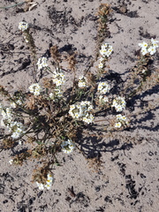 Manulea corymbosa