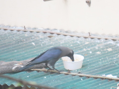 Corvus splendens