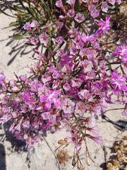 Limonium purpuratum