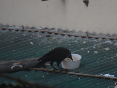 Corvus splendens