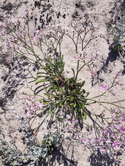 Limonium purpuratum