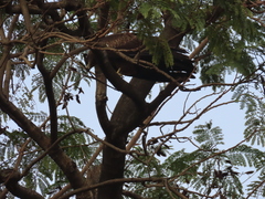 Milvus migrans