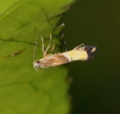Labdia deliciosella