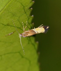 Labdia deliciosella