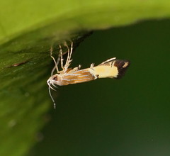 Labdia deliciosella