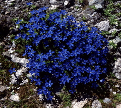 Gentiana bavarica subacaulis