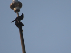 Pycnonotus cafer