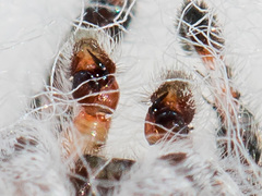 Pseudomogrus vittatus