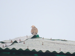 Streptopelia chinensis