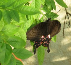 Papilio polytes