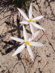 Gethyllis verticillata