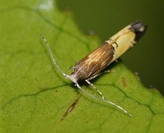 Labdia deliciosella