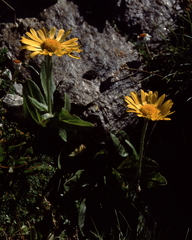 Doronicum clusii