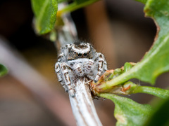 Pseudomogrus vittatus