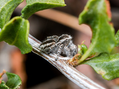 Pseudomogrus vittatus