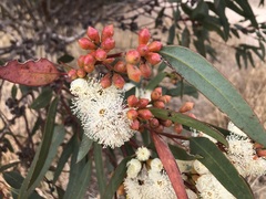 Eucalyptus phenax