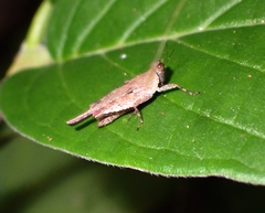 Systolederus cinereus